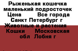 Рыженькая кошечка маленький подросточек › Цена ­ 10 - Все города, Санкт-Петербург г. Животные и растения » Кошки   . Московская обл.,Лобня г.